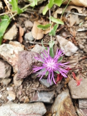 Centaurea pectinata
