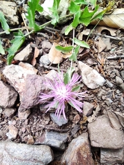 Centaurea pectinata