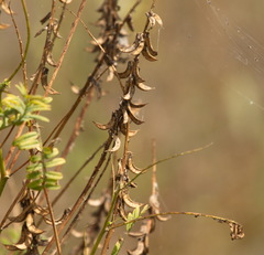 Astragalus falcatus