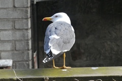 Larus fuscus
