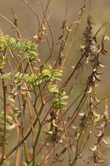 Astragalus falcatus