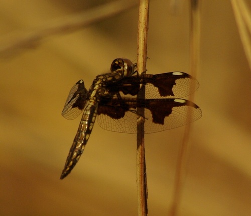 Portia Widow