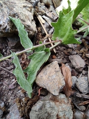 Centaurea pectinata