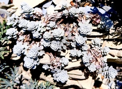 Odontarrhena obtusifolia