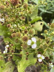 Echinodorus berteroi