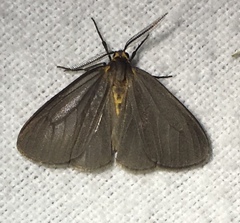 Pagara simplex