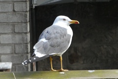 Larus fuscus