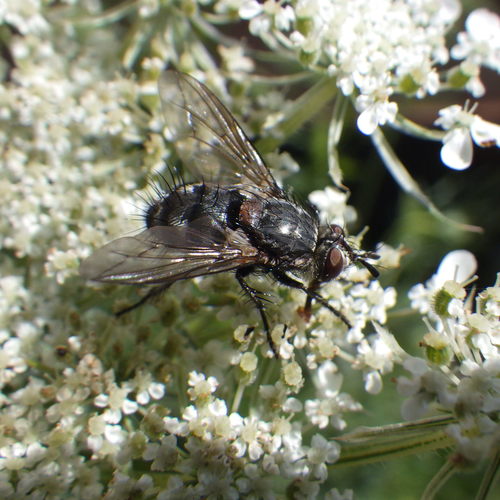 Linnaemya tessellata