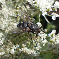 Linnaemya tessellata