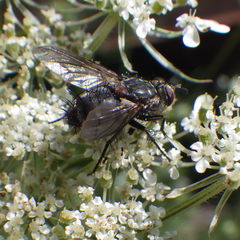 Linnaemya tessellata