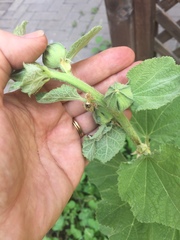 Alcea rosea