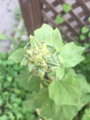 Alcea rosea