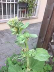 Alcea rosea