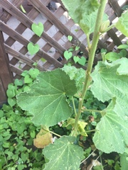 Alcea rosea