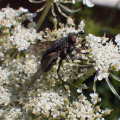 Linnaemya tessellata