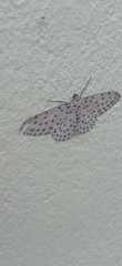 Percnia