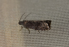 Grapholita funebrana