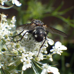 Linnaemya tessellata