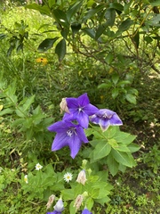 Platycodon