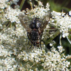 Linnaemya tessellata