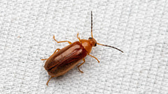 Conopalpus testaceus