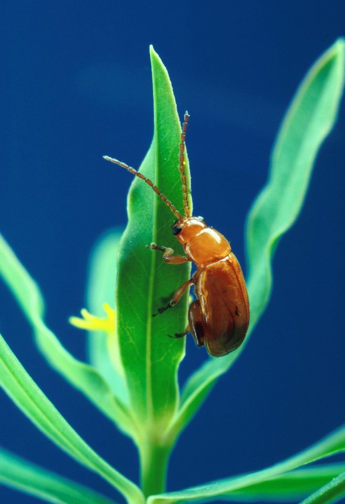 Copper Leafy Spurge Flea Beetle