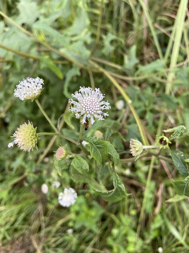 Melanthera nivea image