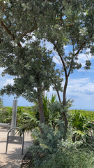 Conocarpus erectus
