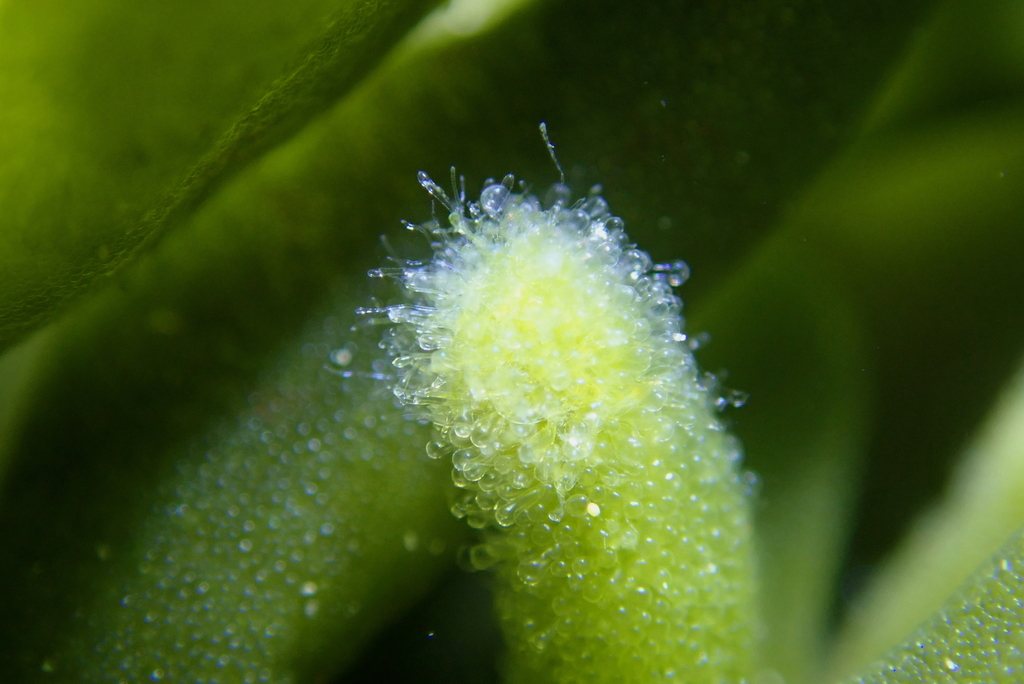 Photo of Dead Man's Fingers (Codium fragile)
