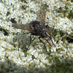 Linnaemya tessellata