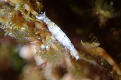 Mesanthura occidentalis