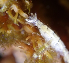 Mesanthura occidentalis