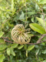 Clematis reticulata