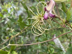 Clematis reticulata