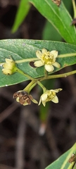 Nectandra angustifolia