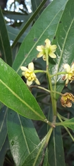 Nectandra angustifolia