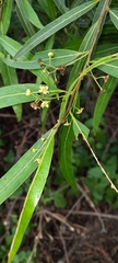 Nectandra angustifolia