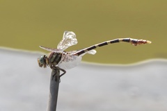 Phyllogomphoides stigmatus