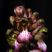Himantoglossum robertianum - Photo (c) Matteo Paolo Tauriello, μερικά δικαιώματα διατηρούνται (CC BY-NC-SA)