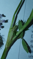 Trifolium pratense pratense