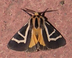 Apantesis f-pallida