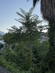 Ailanthus altissima
