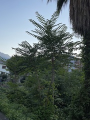 Ailanthus altissima