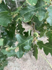 Quercus gambelii