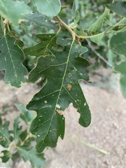 Quercus gambelii
