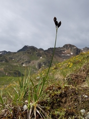 Carex atrata