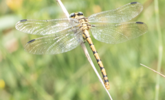 Onychogomphus forcipatus