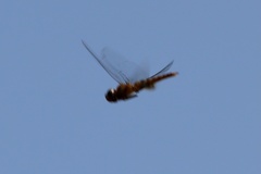 Pantala hymenaea