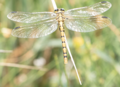 Onychogomphus forcipatus