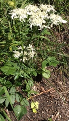 Heracleum austriacum